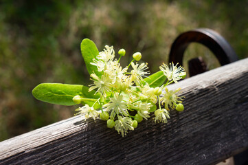 A bouquet of beautiful linden trees lies on a wooden bench on a sunny day