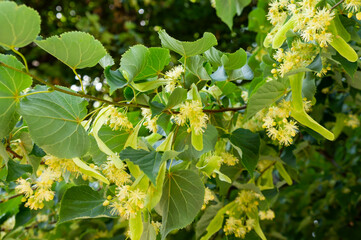 Linden tree flowers clusters tilia cordata, europea, small-leaved lime, littleleaf linden bloom....
