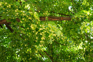 The Tilia tree blooms in June. Tilia, linden, basswood, lime trees, is a genus of species of trees or bushes, in the family Tiliaceae.