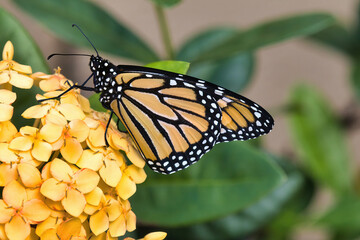 Brightly colored monarch butterfly perched on a bright yellow flower.