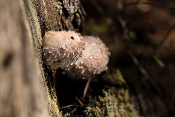 White mushrooms on a tree. Mushrooms covered with dew on a tree
