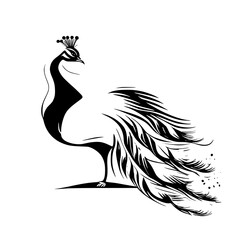 Majestic Peacock: Black and White Bird Illustration. Elegant, stylized wildlife art graphic design. Perfect for nature lovers and art enthusiasts.