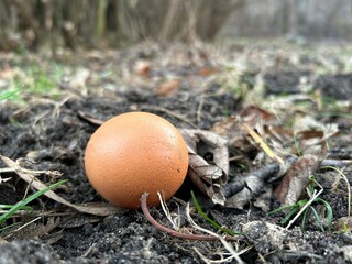 A single brown egg resting on soil surrounded by dry leaves and grass