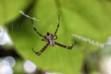 Close-Up of a Spider in its Web Against a Green Natural Background