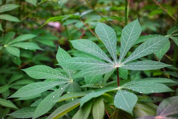 Green Cassava Leaves, With Water Droplets Showing Natural Morning Dew