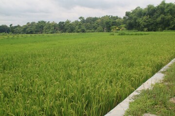 Lush Green Rice Fields by a Rural Farm in Tropical Countryside