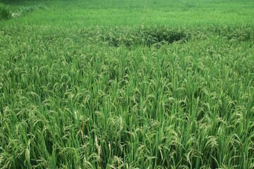 lush green rice plants in a rural farming area