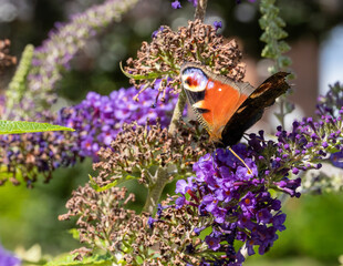 Peacock butterfly on a buddleia bush.