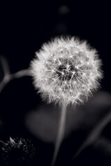 Obraz premium dandelion on black