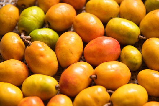 "Siriguela" or "Ceriguela" fruit on a rustic surface. Various Seriguela fruits. The ciriguela - Spondias purpurea - also called ceriguela, siriguela or seriguela. 