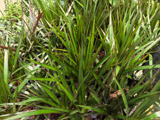 Lush greenery thriving in a tropical garden during a sunny afternoon
