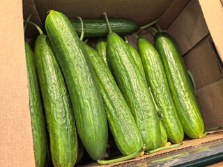 Fresh cucumbers in a cardboard box at a local market in summer