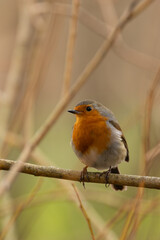 Robin Redbreast (Erithacus rubecula), common in gardens and parks, spotted in Father Collins Park, Dublin.
