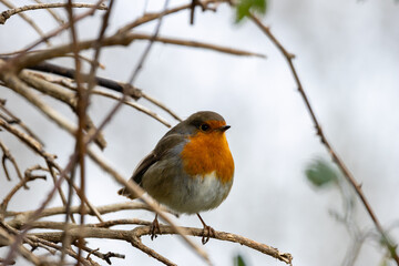 Robin Redbreast (Erithacus rubecula), common in gardens and parks, spotted in Father Collins Park, Dublin.