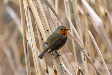 Robin Redbreast (Erithacus rubecula), common in gardens and parks, spotted in Father Collins Park, Dublin.