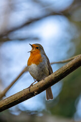 Robin Redbreast (Erithacus rubecula), common in gardens and parks, spotted in Father Collins Park, Dublin.