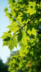 Fototapeta premium Branches of a beech tree with leaves in summer, tree species, forest scenery, summer landscape