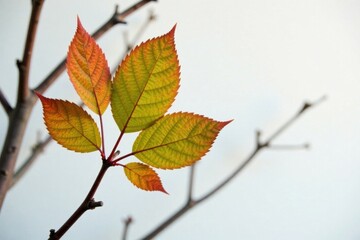 cluster of leaves on a bare tree branch against white wall, branches, foliage, leaves