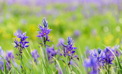 Close Up Of Camas Root Flower