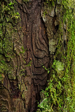 Rimu tree bark, Kahurangi National Park, New Zealand.