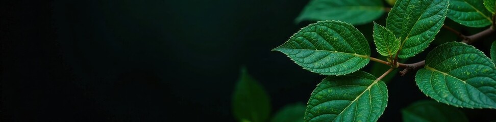 Dark green leaves with silver veins against black background, background, veins