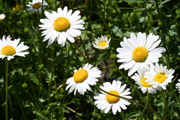 beautiful daisies on the background of the sea,