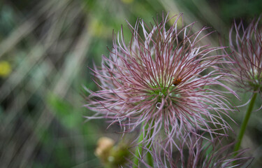 thistle flower in bloom