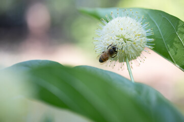 bee on a buttonbush shrub
