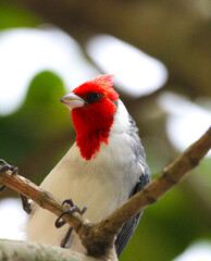 cardinal on a branch