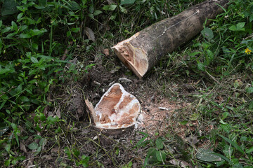 A newly cut down young rubber tree stump and its fallen rubber trunk