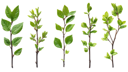 Fresh Spring Sprigs: Collection of five vibrant green twigs with fresh new leaves, perfect for spring and nature designs.  