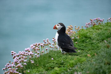 Puffin looking out over the cliff edge on Saltee island, Ireland with pink flowers