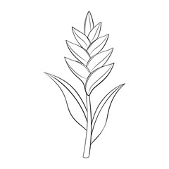 Heliconia rostrata flower doodle style line art. heliconia Hand drawn black and white. Tropical exotic plant foliage element for web graphic design poster tattoo Coloring page. Vector illustration