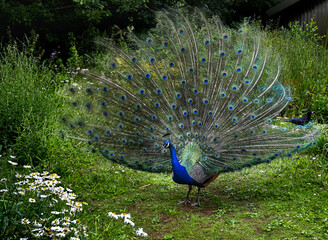 Obraz premium Peacock in Fota Zoo, Co. Cork, Ireland displaying (spreading its feathers out) in a garden
