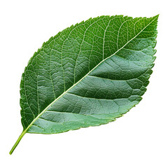 Single Lush Green Leaf Isolated Black Background plant fresh macro isolated on transparent or white background, png