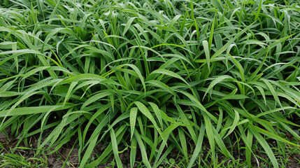 Obraz premium Lush green grass with dew drops, creating fresh and vibrant landscape. dense foliage showcases beauty of nature and tranquility of well maintained garden