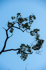 Silhouette of branches Black and blue. Silhouettes of a dark forest with textured trees Blue sky background, nature texture 