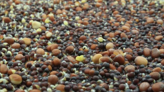 Super close up and time lapse of Asian Microgreen Mix of Mizuna, Pak Choi, Tender Green, Daikon and Michihili Cabbage seeds germinating or sprouting and growing in soilless conditions