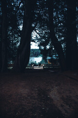 Bosque oscuro con lago