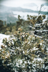 Arbol nevado en la monta&ntilde;a