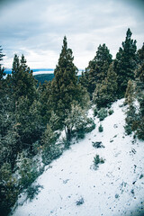 Bosque en la monta&ntilde;a 2
