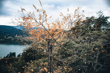 Arbol de oto&ntilde;o 