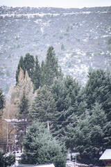 Arboles en la monta&ntilde;a