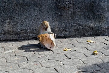 Monkey Exploring a Paper Bag on Pavement