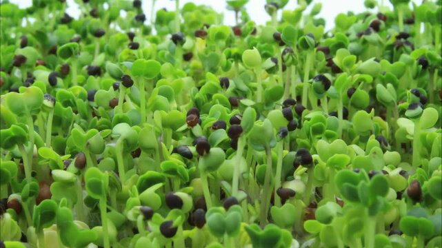 Super close up and super time lapse of Asian Microgreen Mix of Mizuna, Pak Choi, Tender Green, Daikon and Michihili Cabbage seeds germinating or sprouting and growing in soilless conditions