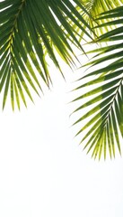 Fototapeta premium Palm fronds silhouette on white background, green, vector