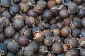 Tropical Farms Macadamia Nuts, Honolulu Oahu Hawaii. Queensland nut, bush nut, maroochi nut, bauple nut, Hawaii nut. Macadamia is a genus of four species of trees in the family Proteaceae.