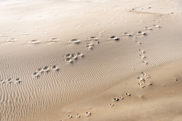 Footprints in the sand. The photo was taken on a sunny and stormy day on a sandy beach on the Dutch coast.