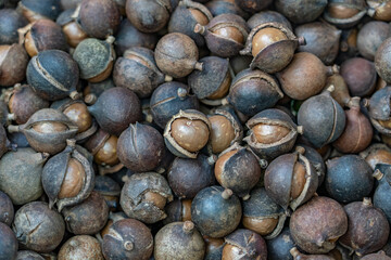 Tropical Farms Macadamia Nuts, Honolulu Oahu Hawaii. Queensland nut, bush nut, maroochi nut, bauple...