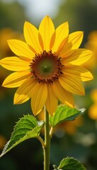 Obraz premium Golden sunflower petals unfolding, sunshine, flower, garden